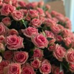 Роза кустовая грация 39шт 50см