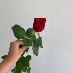 Роза красная сорт «ред Наоми» 50см