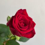 Роза красная сорт «ред Наоми» 50см