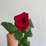 Роза красная сорт «ред Наоми» 50см