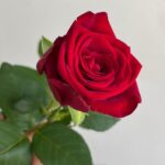 Роза красная сорт «ред Наоми» 60см