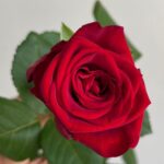 Роза красная сорт «ред Наоми» 70см