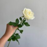 Роза белая сорт «аваланж» 50см