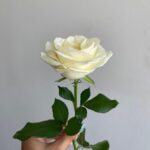 Роза белая сорт «аваланж» 50см