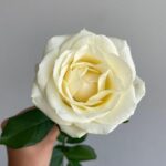Роза белая сорт «аваланж» 60см