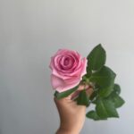 Роза розовая сорт «аква» 50см