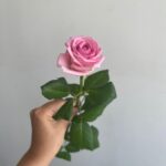 Роза розовая сорт «аква» 50см