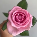 Роза розовая сорт «аква» 50см