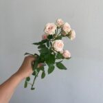 Роза кустовая сорт «Лидия» 50см