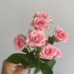 Роза кустовая розовая сорт «Лидия» 50см