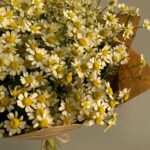 Полевой букет из кустовой  ромашки
