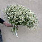 Букет из 49 стеблей кустовых ромашек