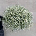 Букет из 49 стеблей кустовых ромашек