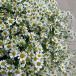 Букет из 49 стеблей кустовых ромашек