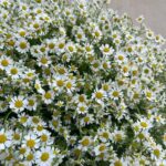 Букет из 49 стеблей кустовых ромашек