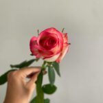 Роза Джумилия 50см