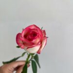 Роза Джумилия 50см