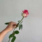 Роза Джумилия 50см