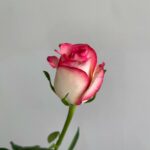 Роза Джумилия 50см